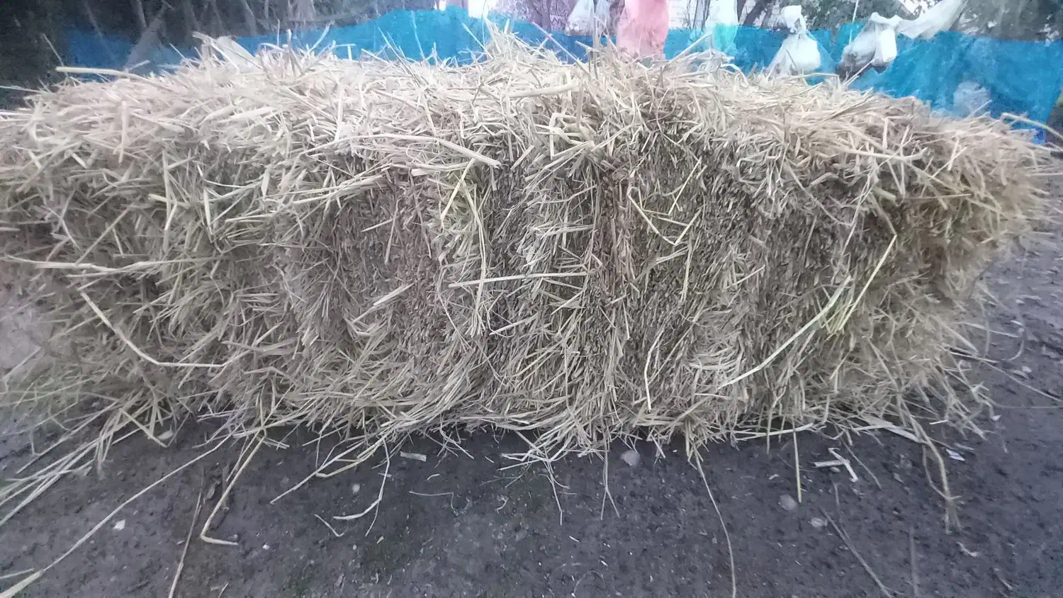 کاه و کلش|لوازم جانبی حیوانات|لشت نشا, |دیوار