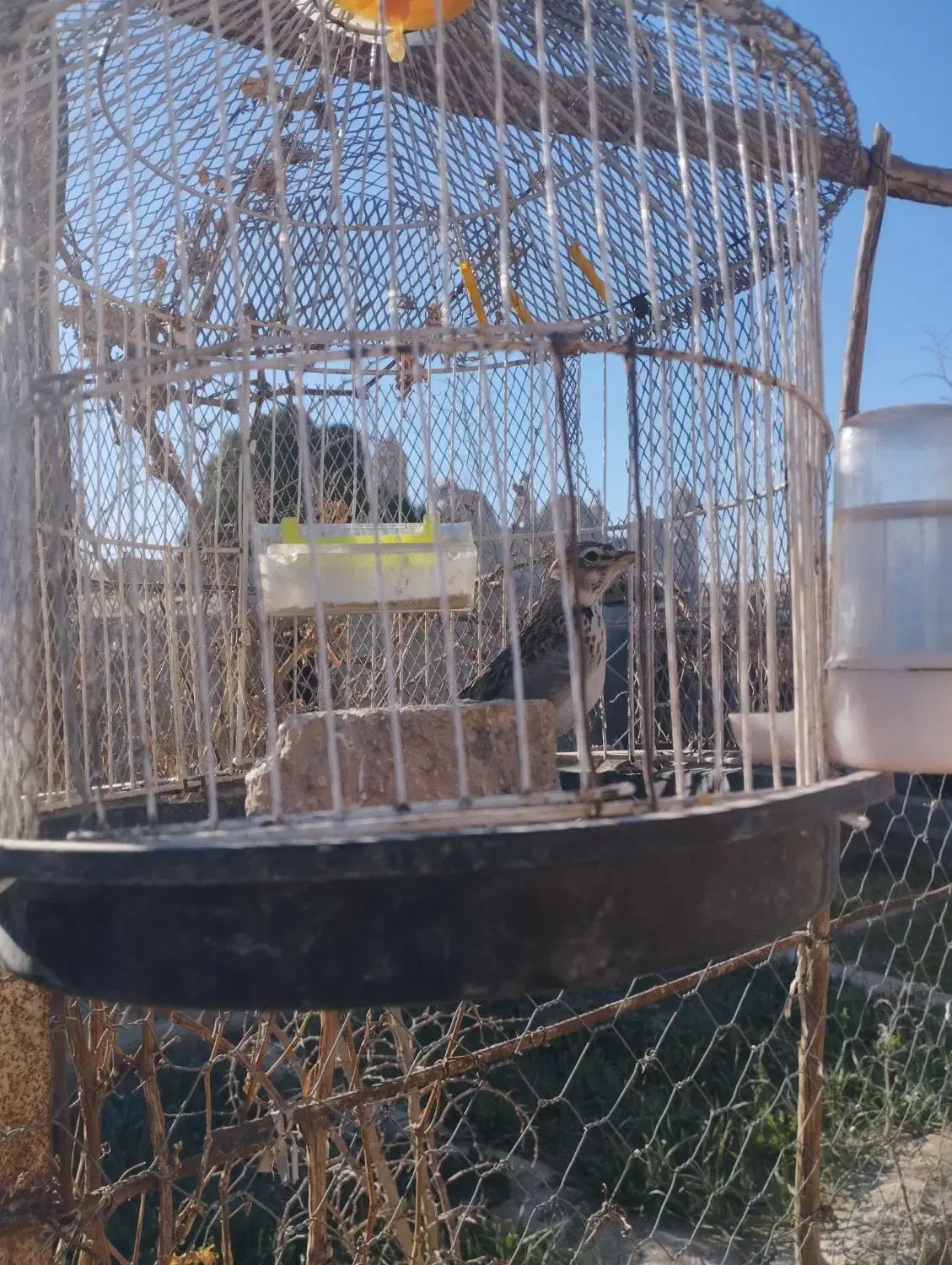 مجسمه پرنده|مجسمه، تندیس، ماکت|زهک, |دیوار