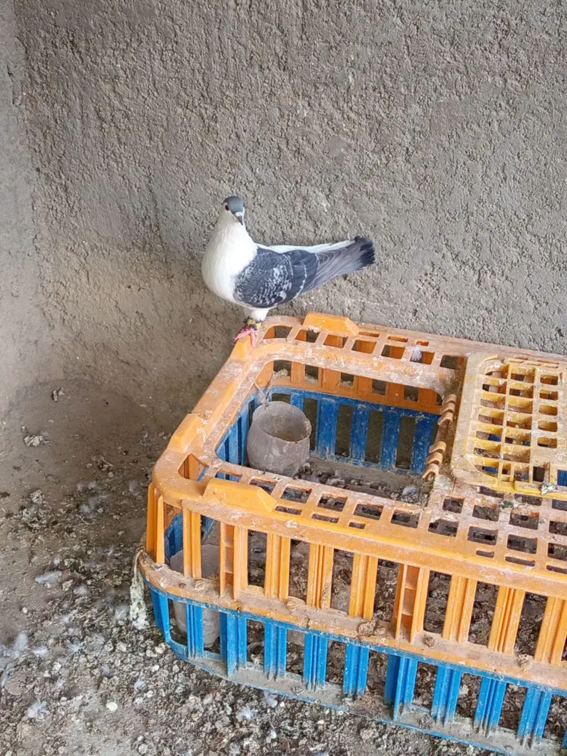 کبوتر رنگی|پرنده|سراوان, |دیوار