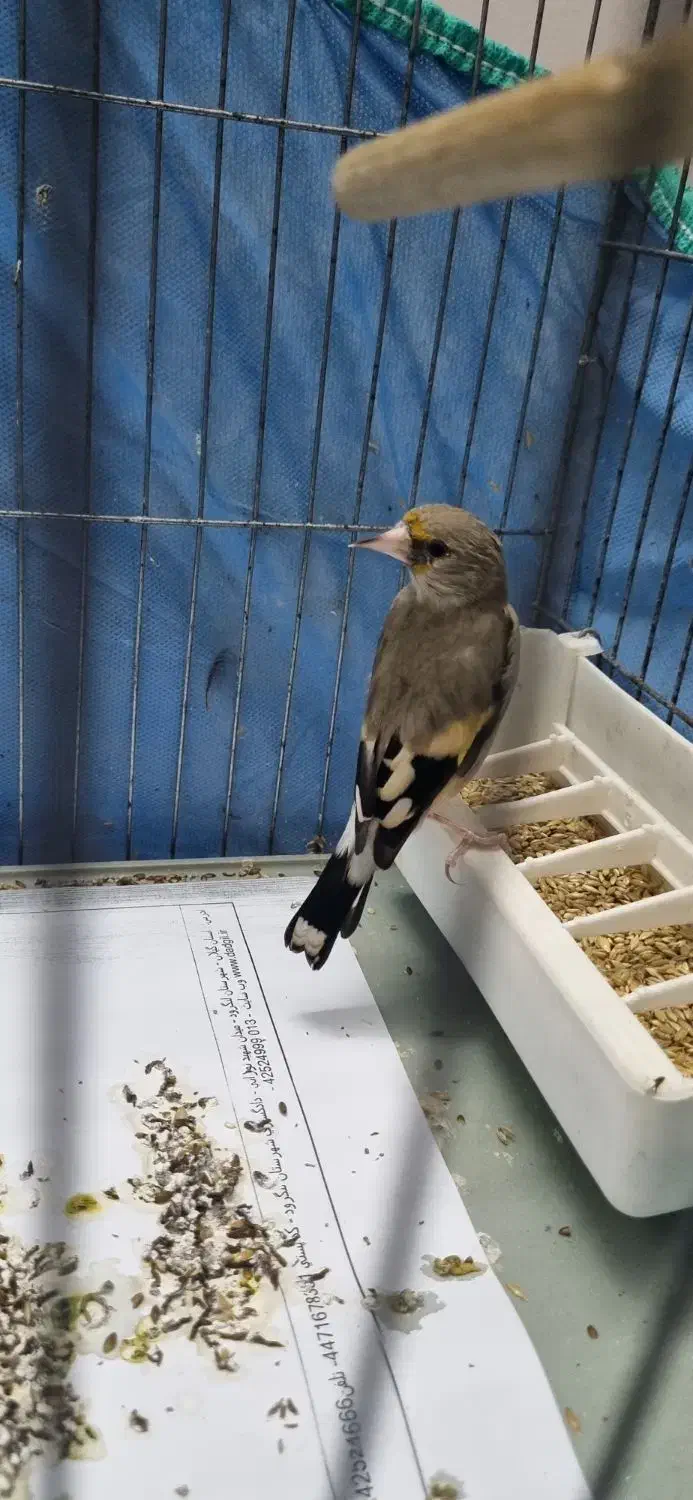 دوتا سهره|پرنده|لنگرود, |دیوار