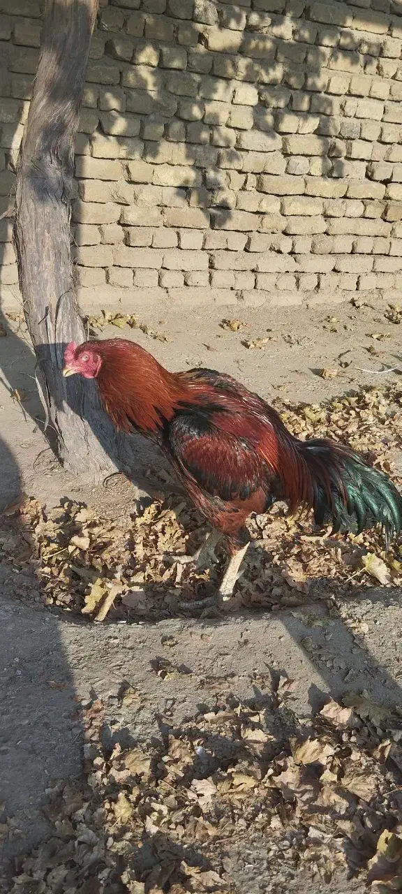 مرغ خروس لاری ترک|حیوانات مزرعه|پاکدشت, پاکدشت (مامازند)|دیوار