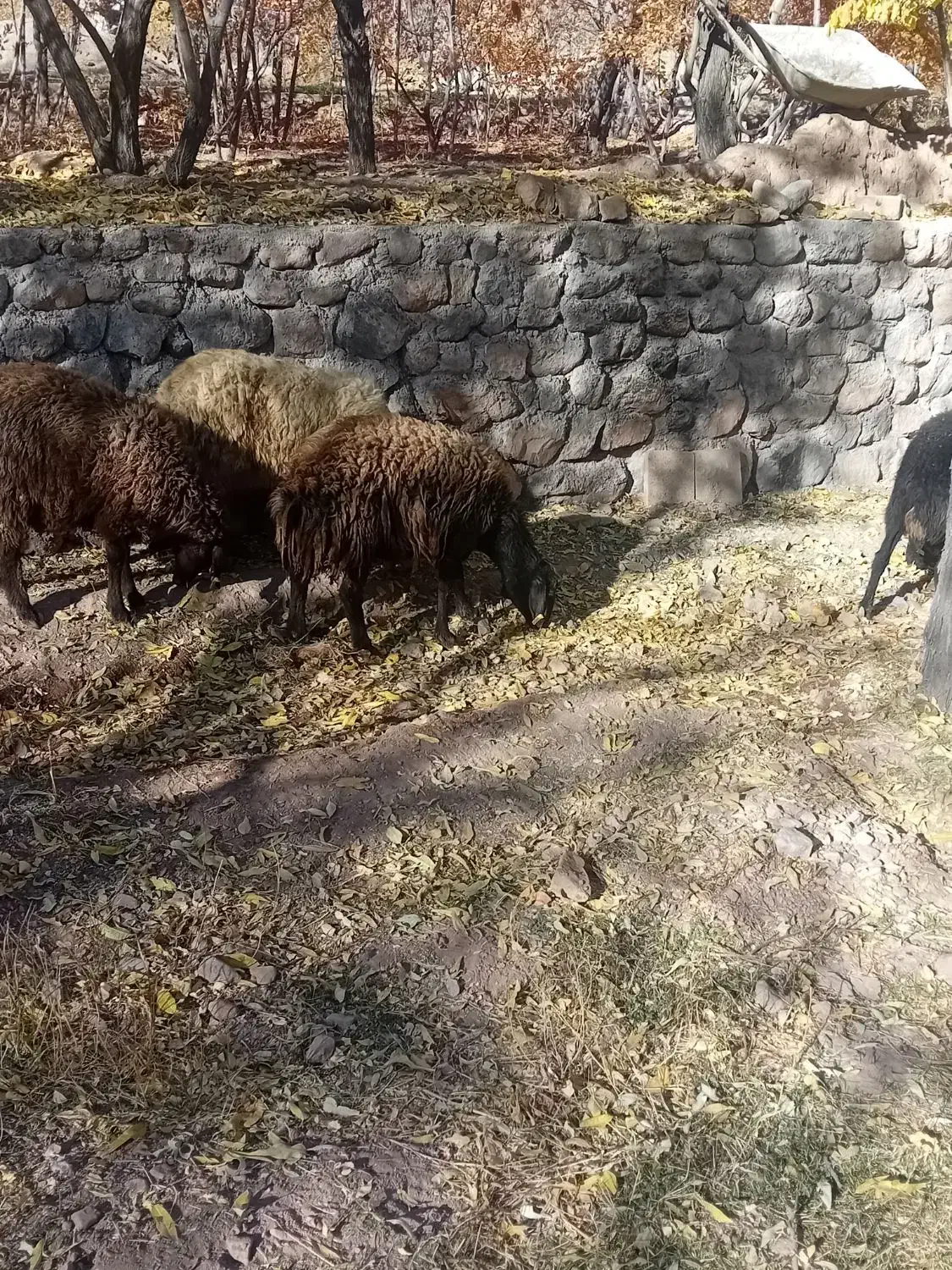 فروش ده راس میش افشار جوان|حیوانات مزرعه|تفت, |دیوار