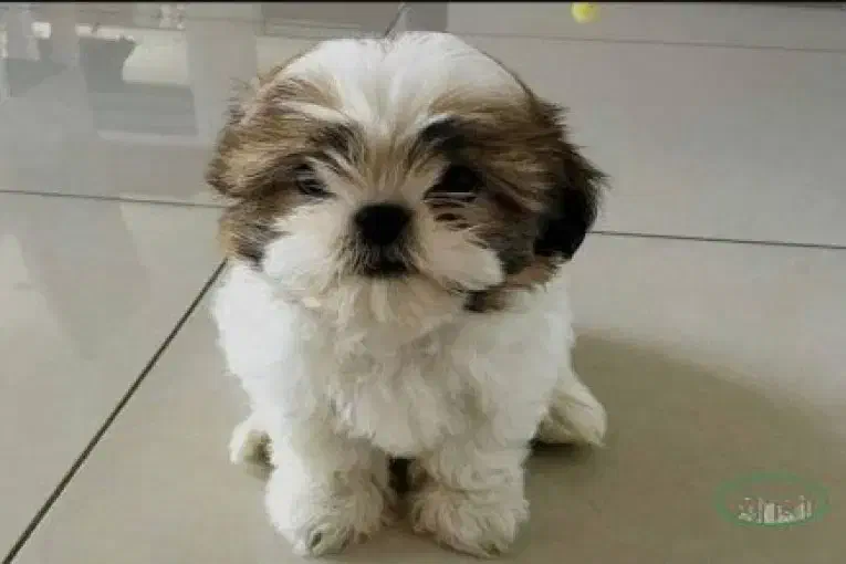 سگ پاکوتاه سایز کوچک|سگ|کاشان, امیرکبیر|دیوار