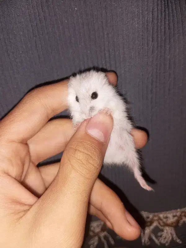 بچه همستر کمپل|موش و خرگوش|تهران, هفده شهریور|دیوار