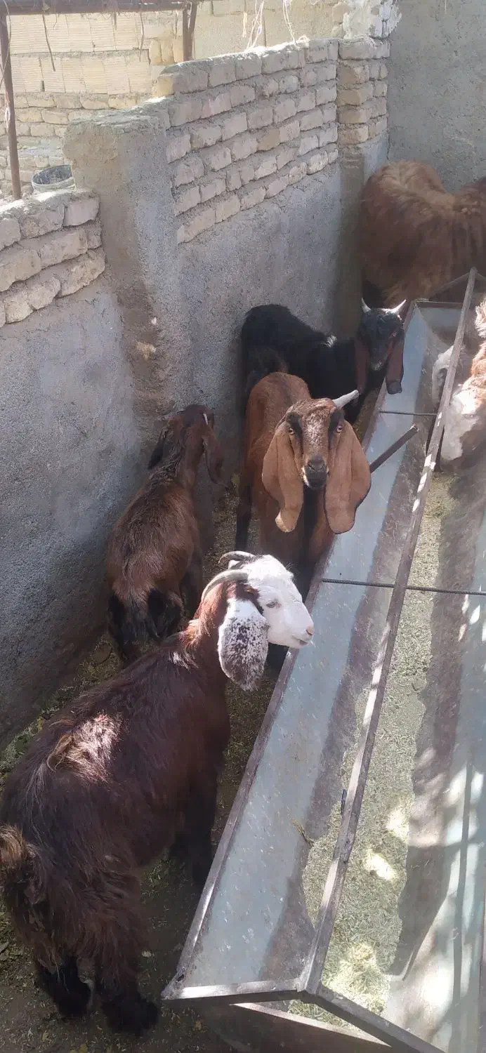 بزو بزغاله پاکستانی|حیوانات مزرعه|مشهد, کلاکوب|دیوار