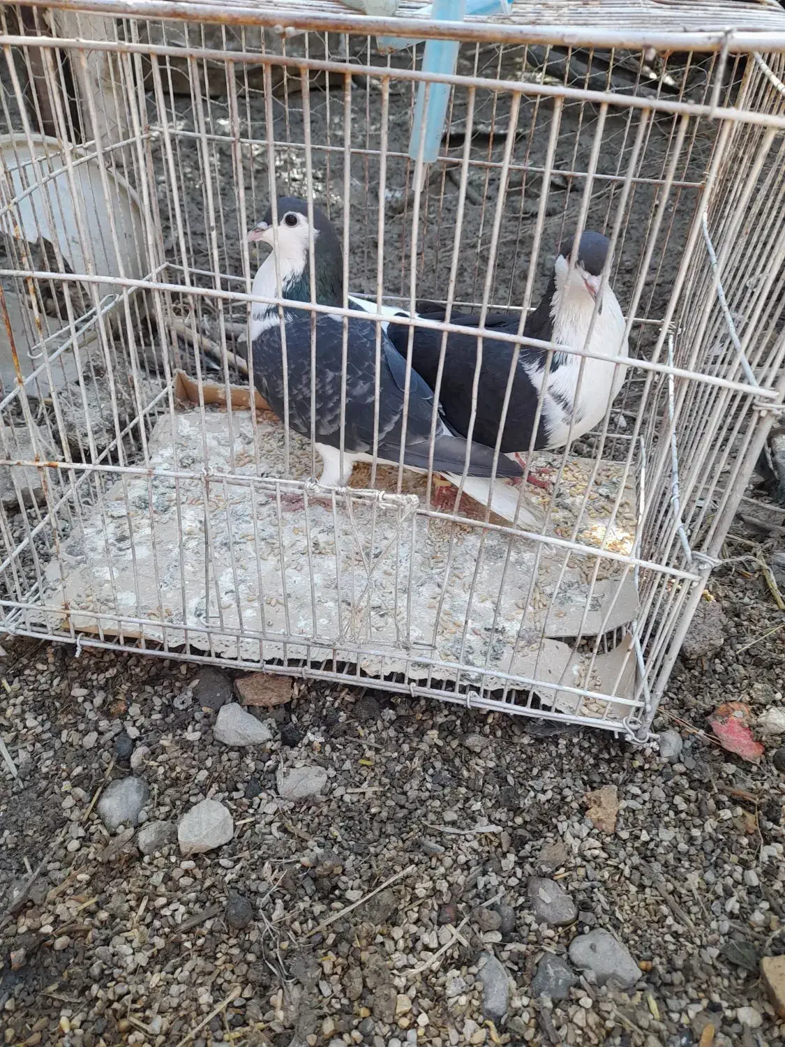 کبوتر ساده|پرنده|گنبد کاووس, |دیوار