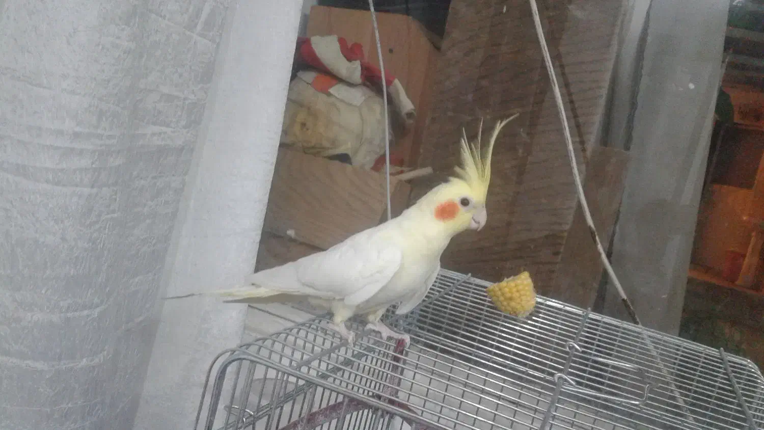 عروس هلندی نر لوتینو دستی سخنگو|پرنده|اصفهان, شاهد|دیوار