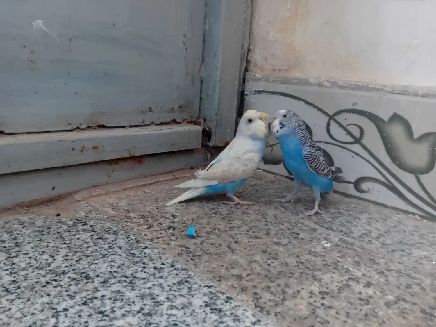 یک جفت  مرغ عشق  سالم|پرنده|ایرانشهر, |دیوار