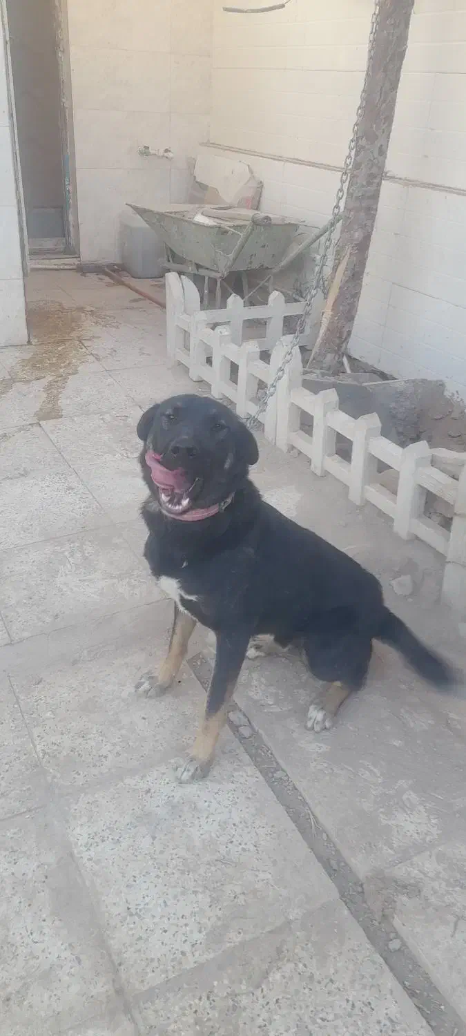 ژرمن کراس (دورگ)|سگ|جوادآباد, |دیوار