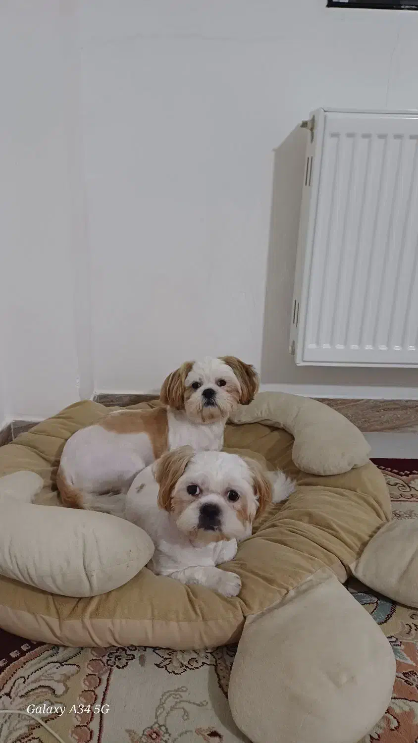 واگذاری شیتزو نر|سگ|رحیمآباد, |دیوار