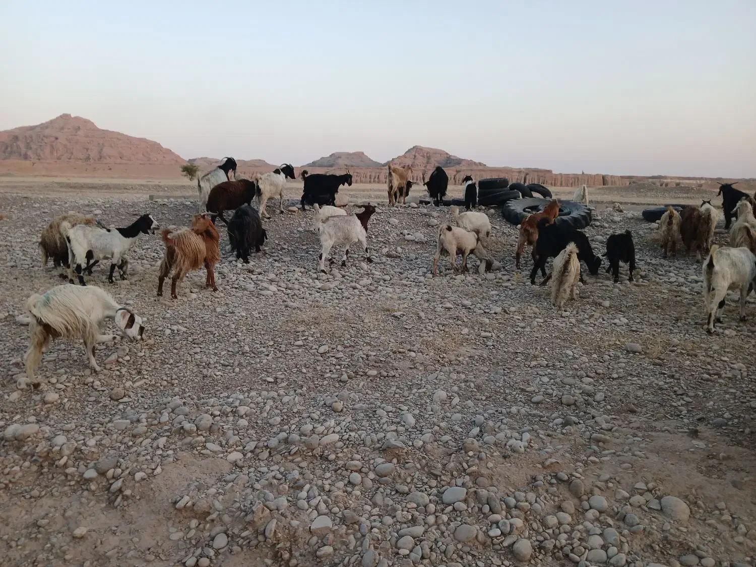 بز و بی|حیوانات مزرعه|اندیمشک, |دیوار