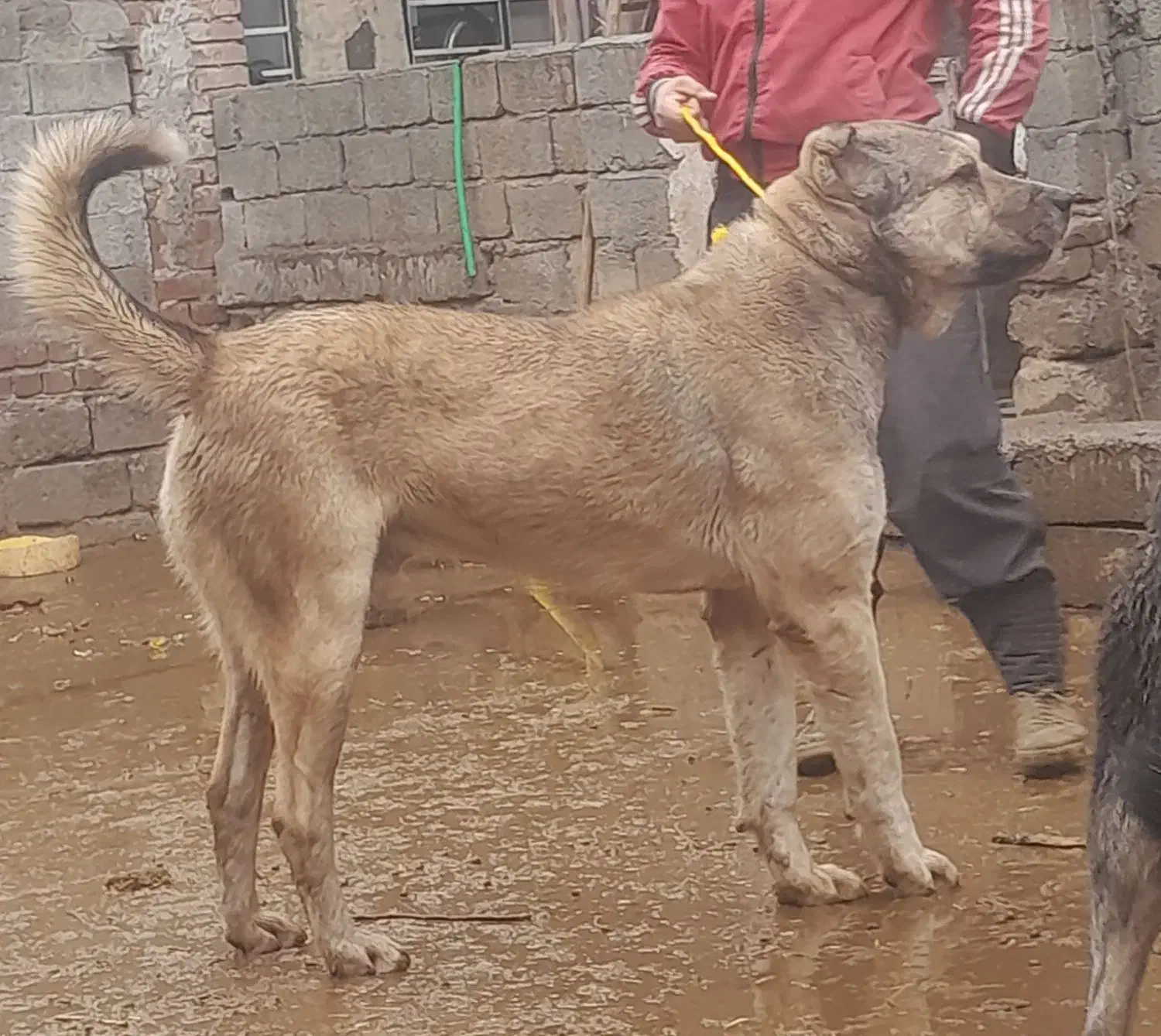 سگ گم شده|حیوانات|نقده, |دیوار