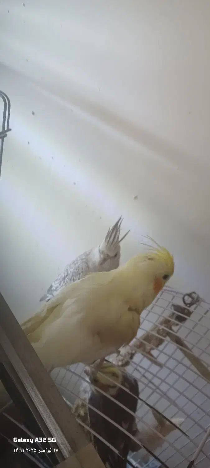 عروس هلندی جفت رو جوجه|پرنده|تهران, پرستار|دیوار