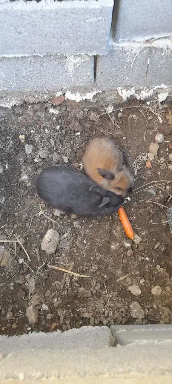 خرگوش|موش و خرگوش|گالیکش, |دیوار