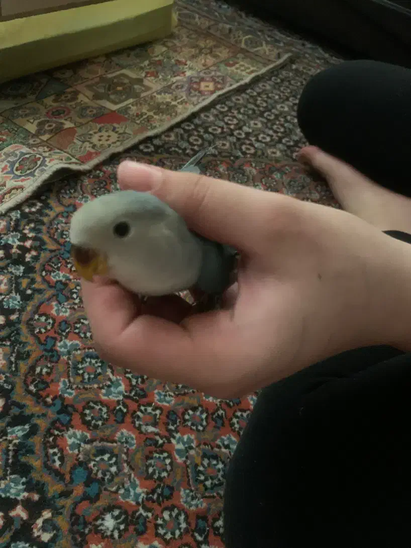 پرنده برزیلی|پرنده|اردبیل, |دیوار