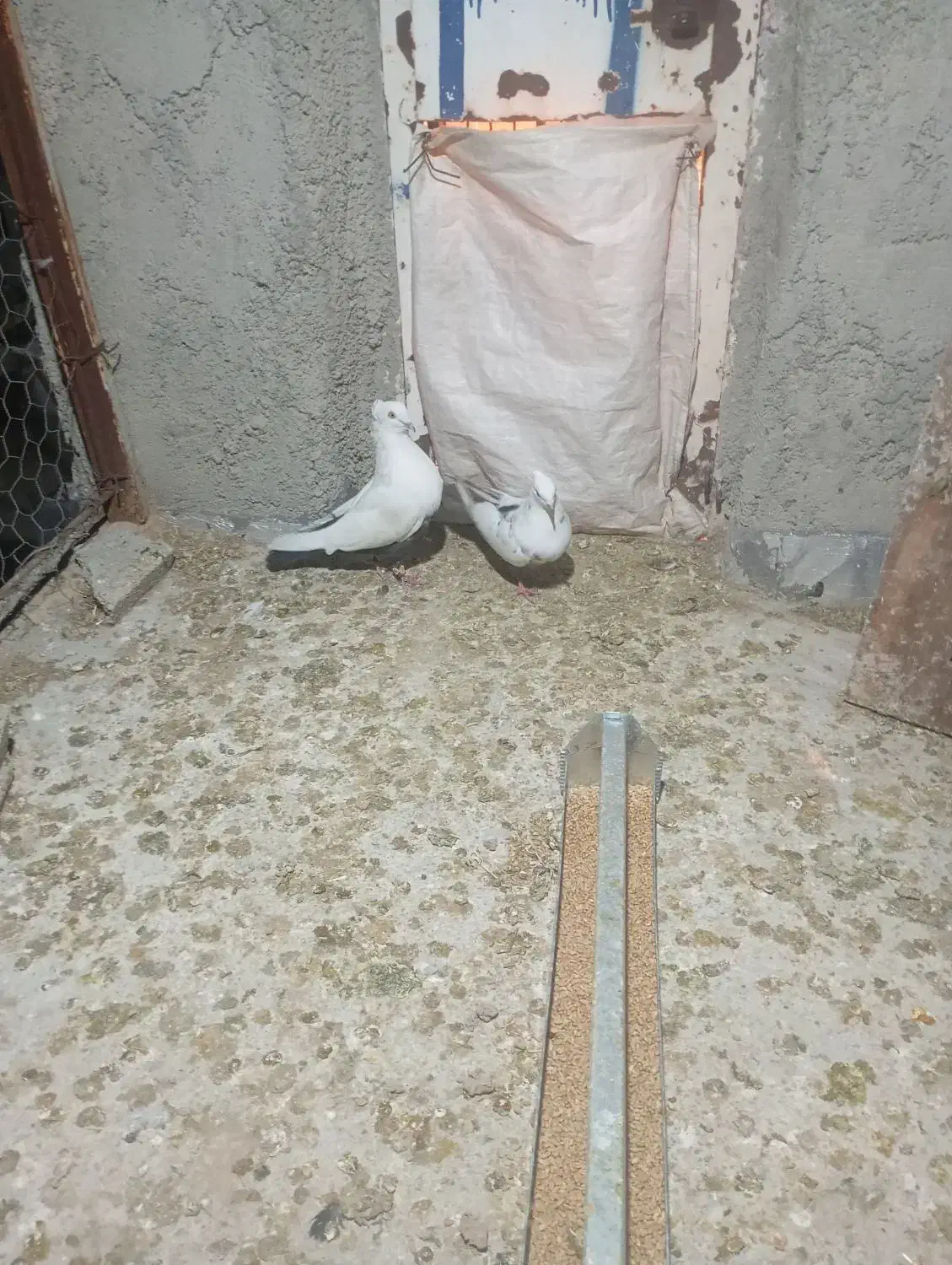 توافوی|حیوانات|مرودشت, فیروزی|دیوار