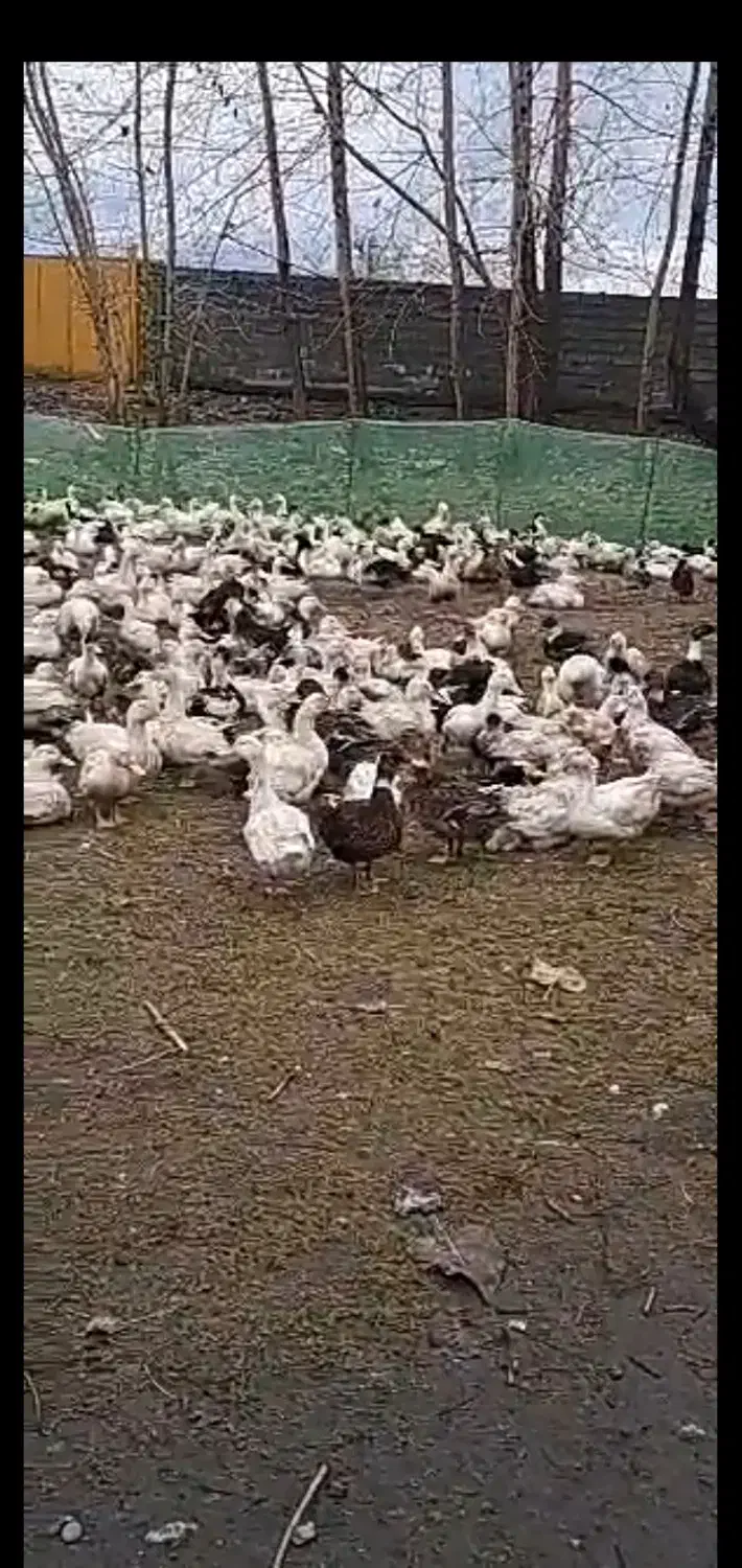 اردک محلی عمده موجوده|حیوانات مزرعه|رضوانشهر, |دیوار