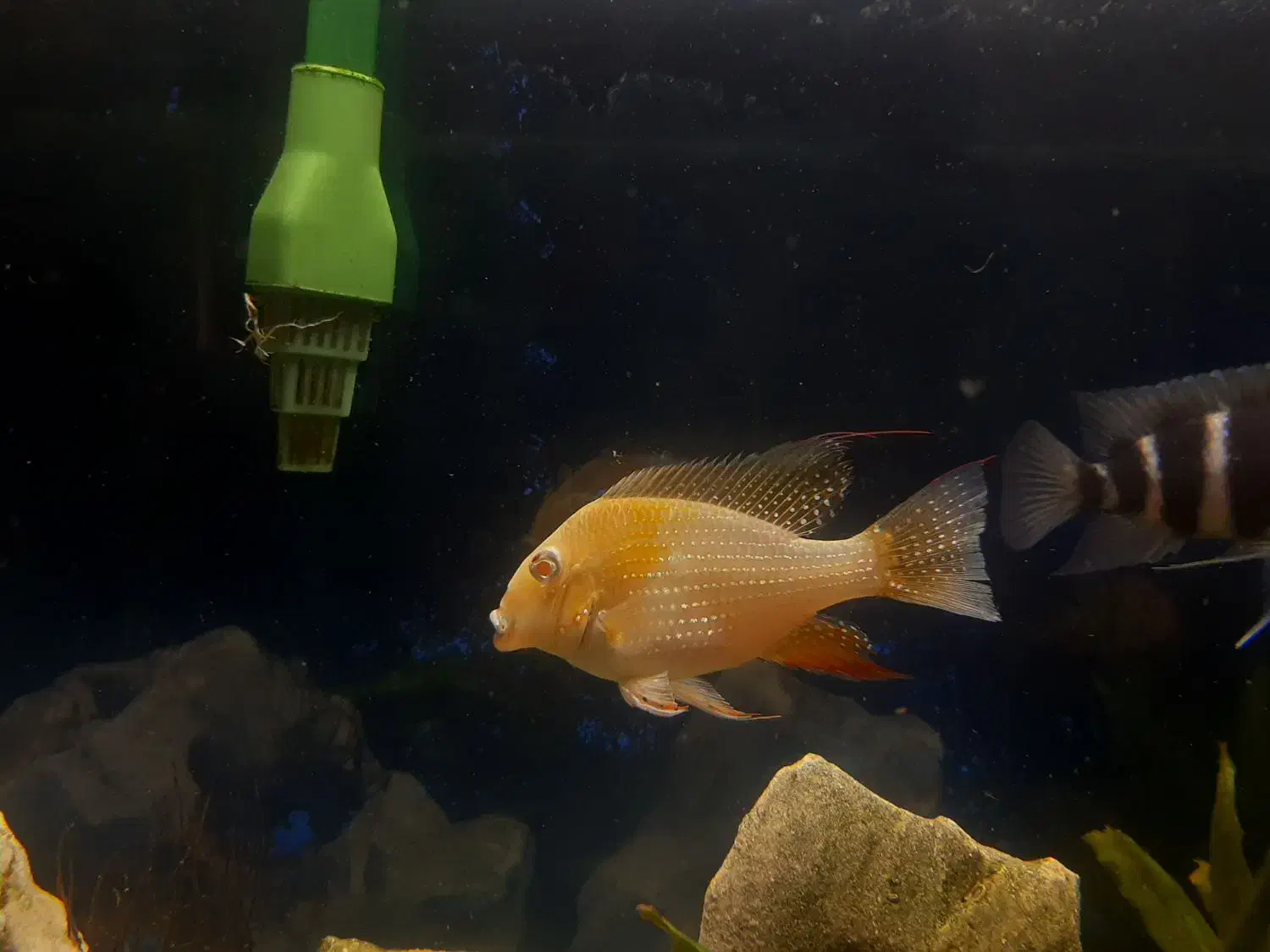 هکلی آلبینو|ماهی|شیراز, شیخ روزبهان|دیوار