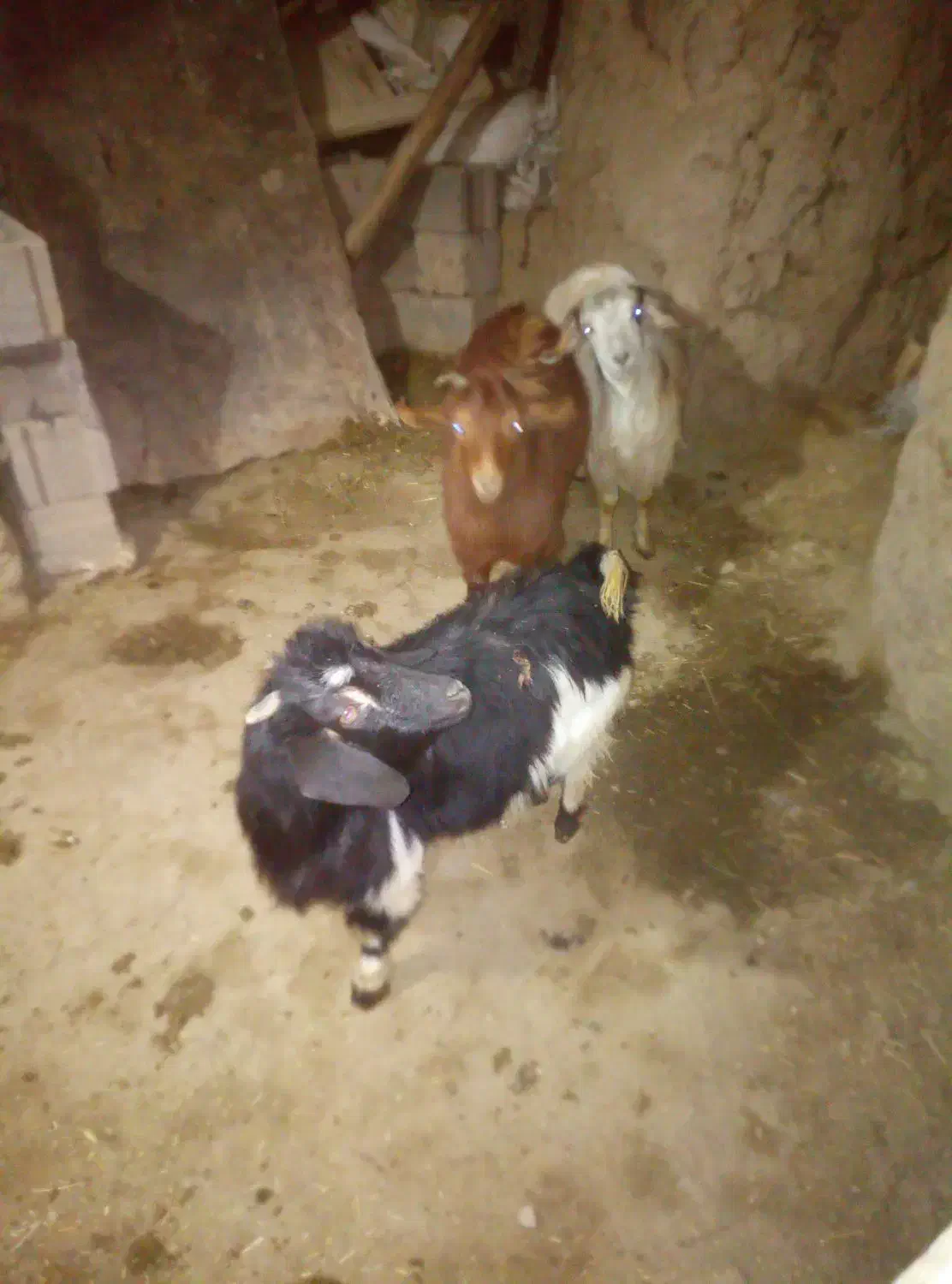 گوسفند|حیوانات مزرعه|قروه, |دیوار