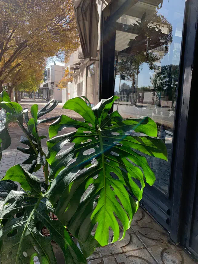 برگ انجیری کینگ|گل و گیاه طبیعی|کرمانشاه, |دیوار