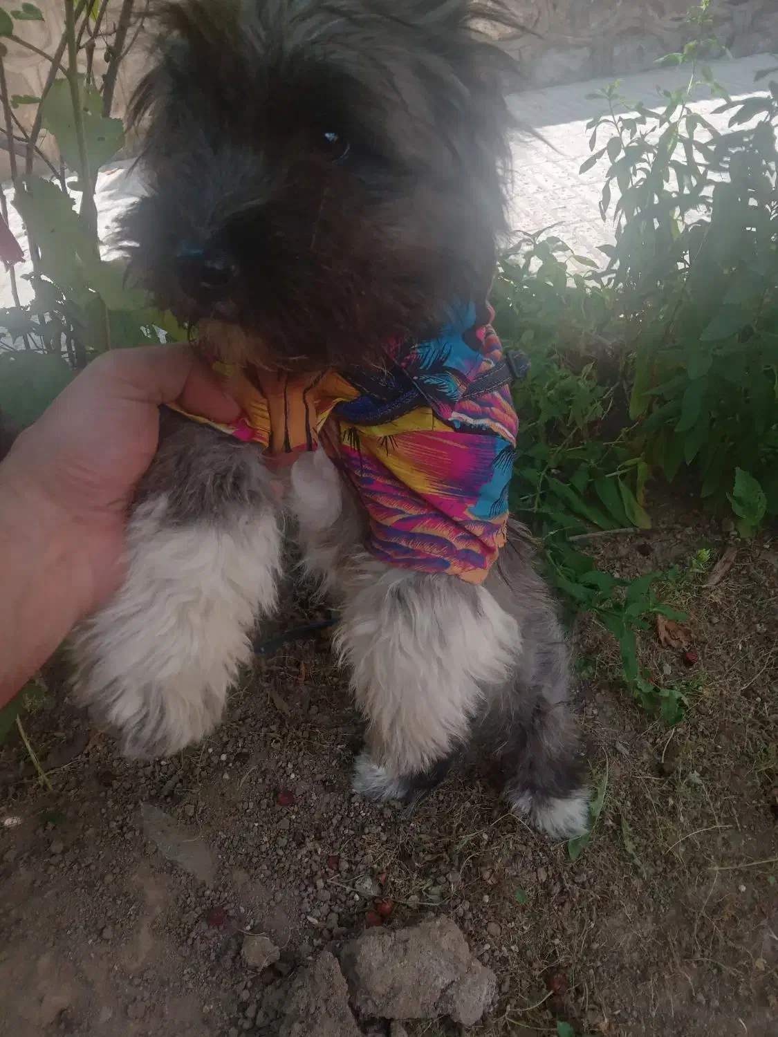 سگ بوبی|سگ|مشگین شهر, |دیوار