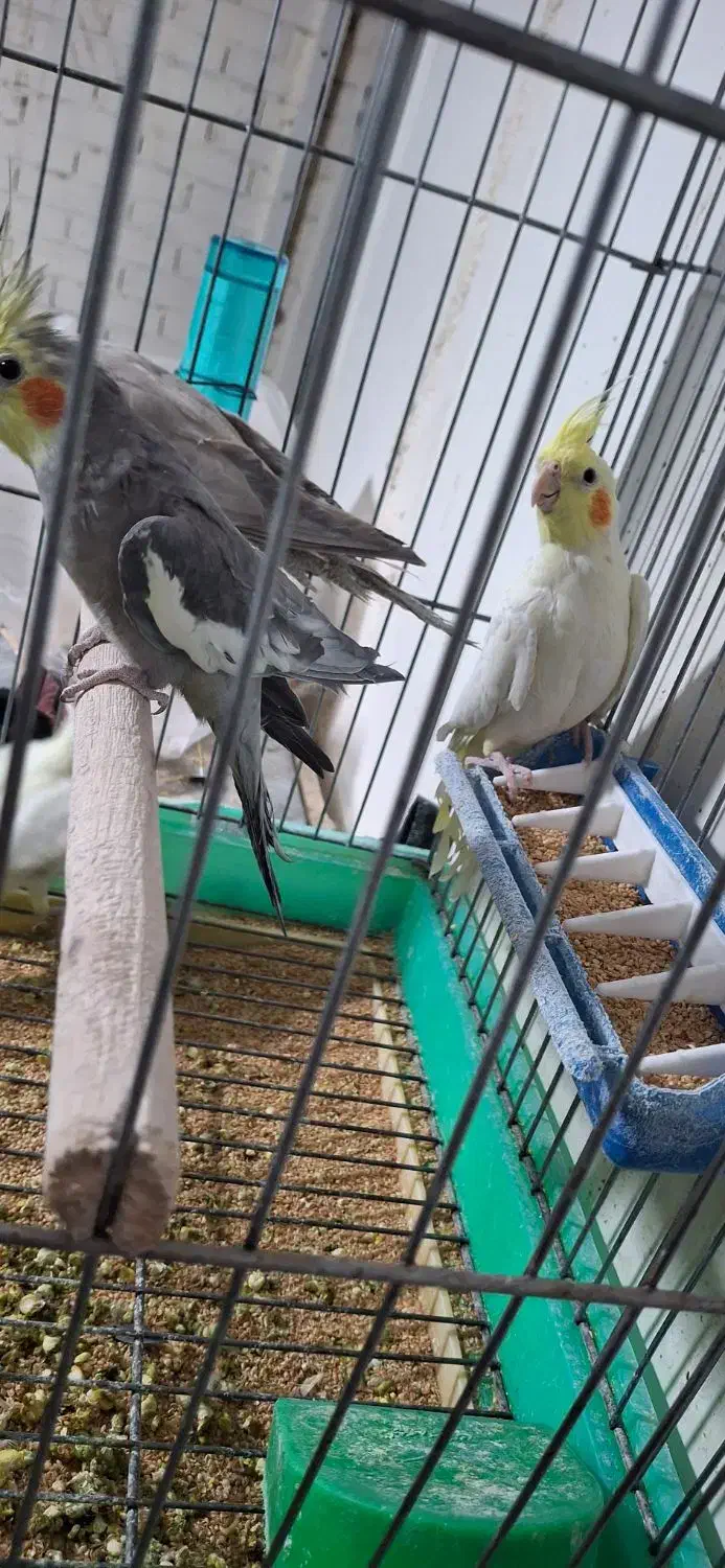 عروس هلندی بالغ تک و کوتوله|پرنده|رفسنجان, |دیوار