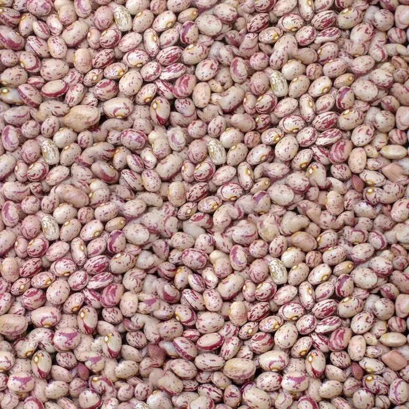 لوبیا چیتی|حراج|مراغه, |دیوار