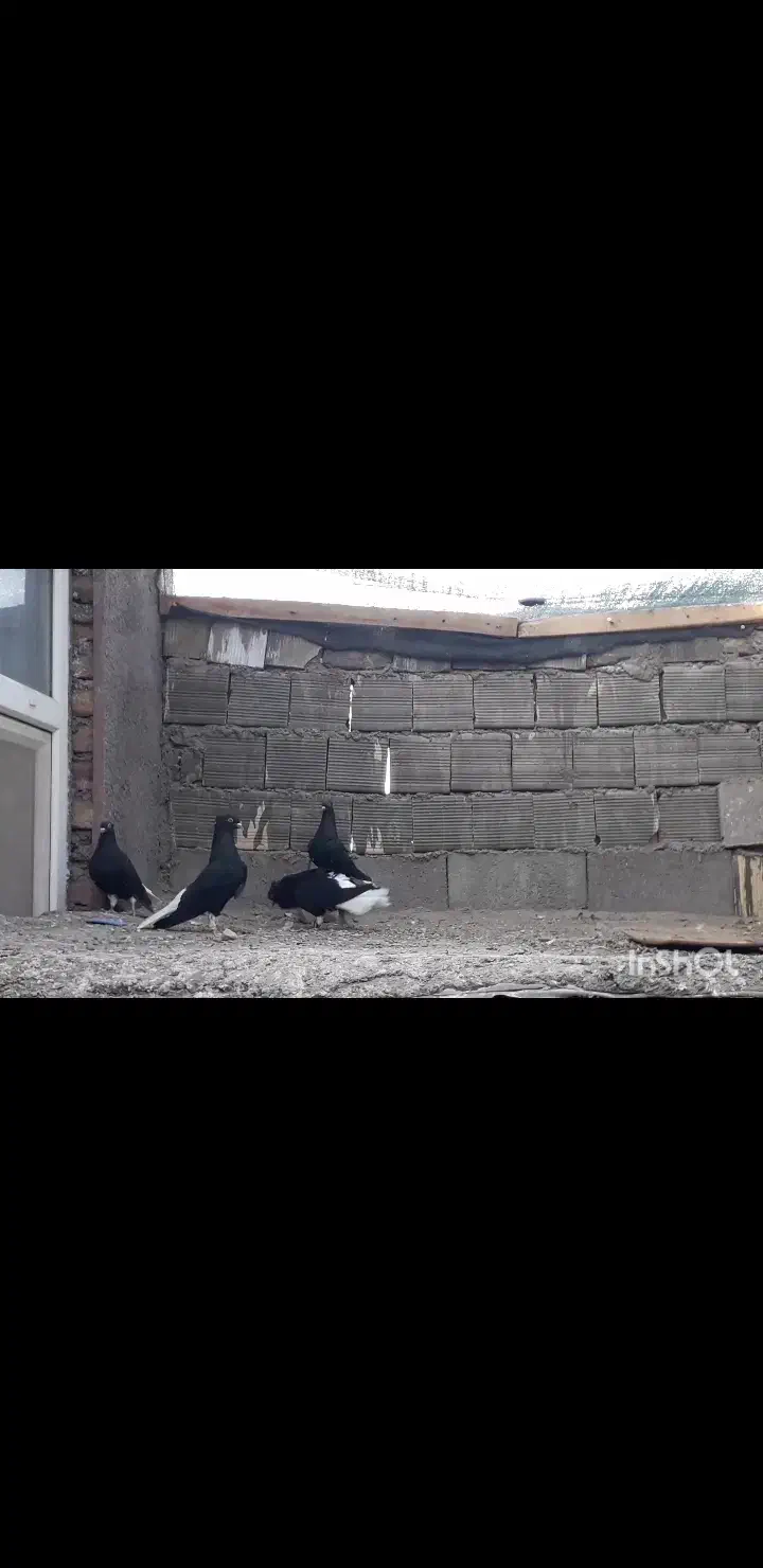 زاغ دم عروسک، طوقی|پرنده|زیرکوه, |دیوار