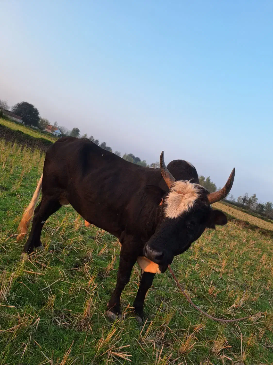 واگذاری ورزا چالوسی|حیوانات مزرعه|سنگر, |دیوار