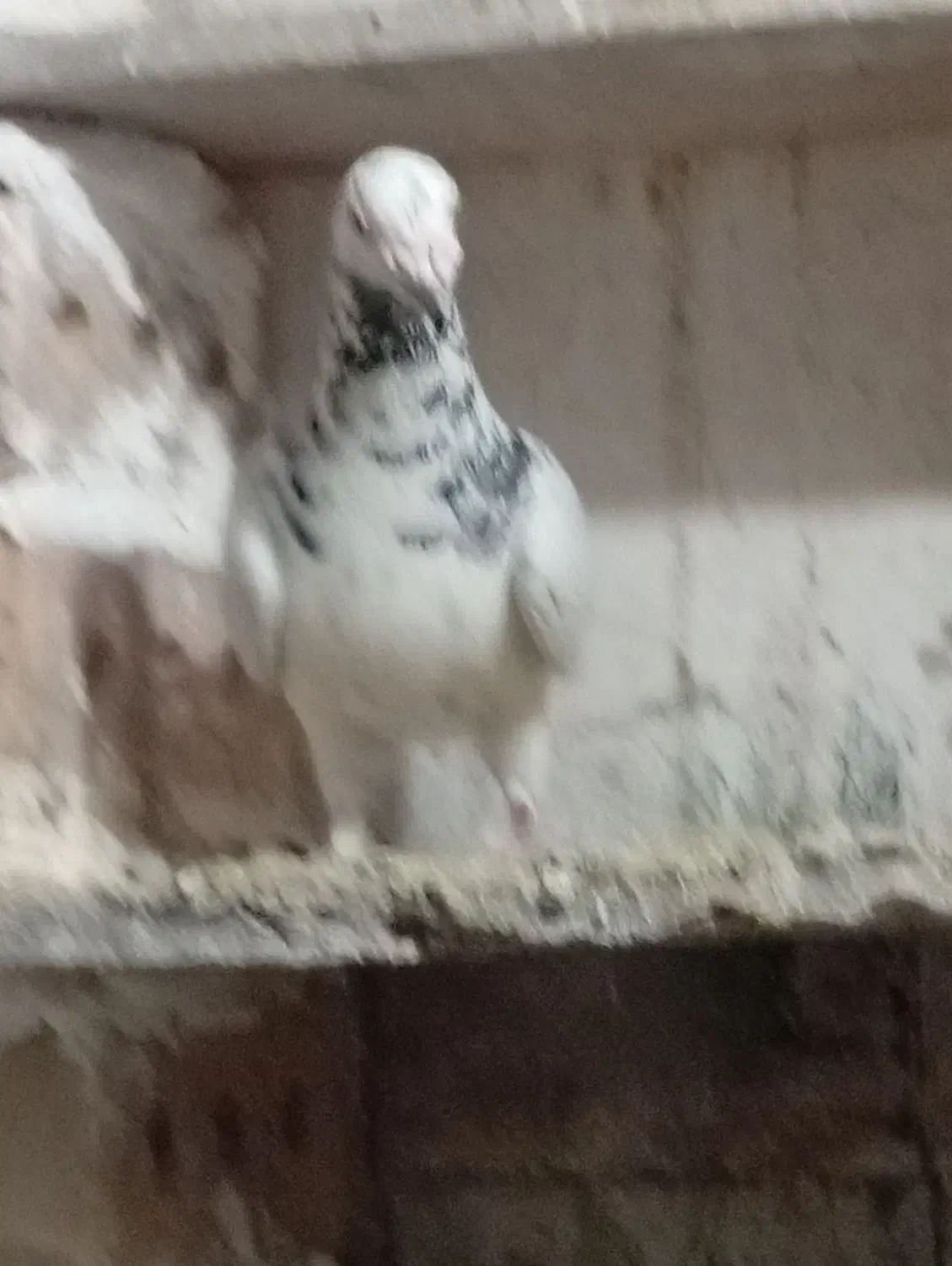 کبوتر گرفتنی و جفگاهی|پرنده|فیروزه, |دیوار