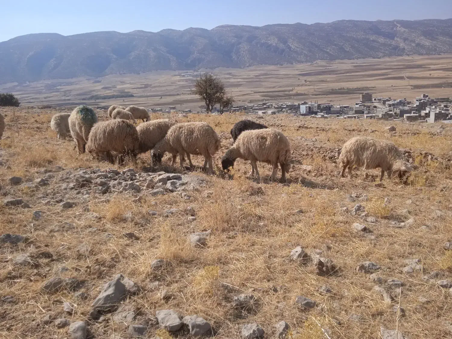 گوسفند وبره|حیوانات مزرعه|ایوان, |دیوار