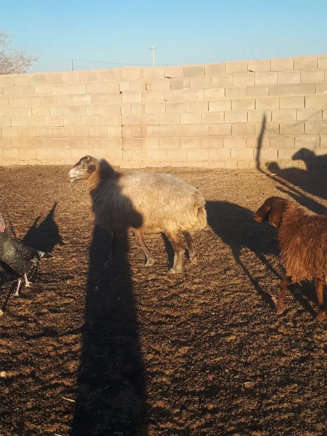 میش جوان چاق بزغاله|حیوانات مزرعه|اسفراین, |دیوار