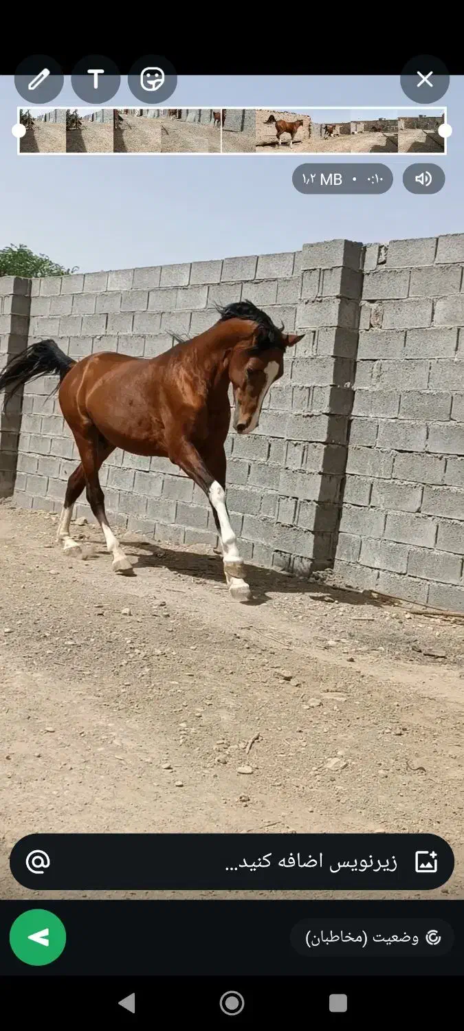 فروش فوری|اسب و تجهیزات اسبسواری|رامشیر, |دیوار