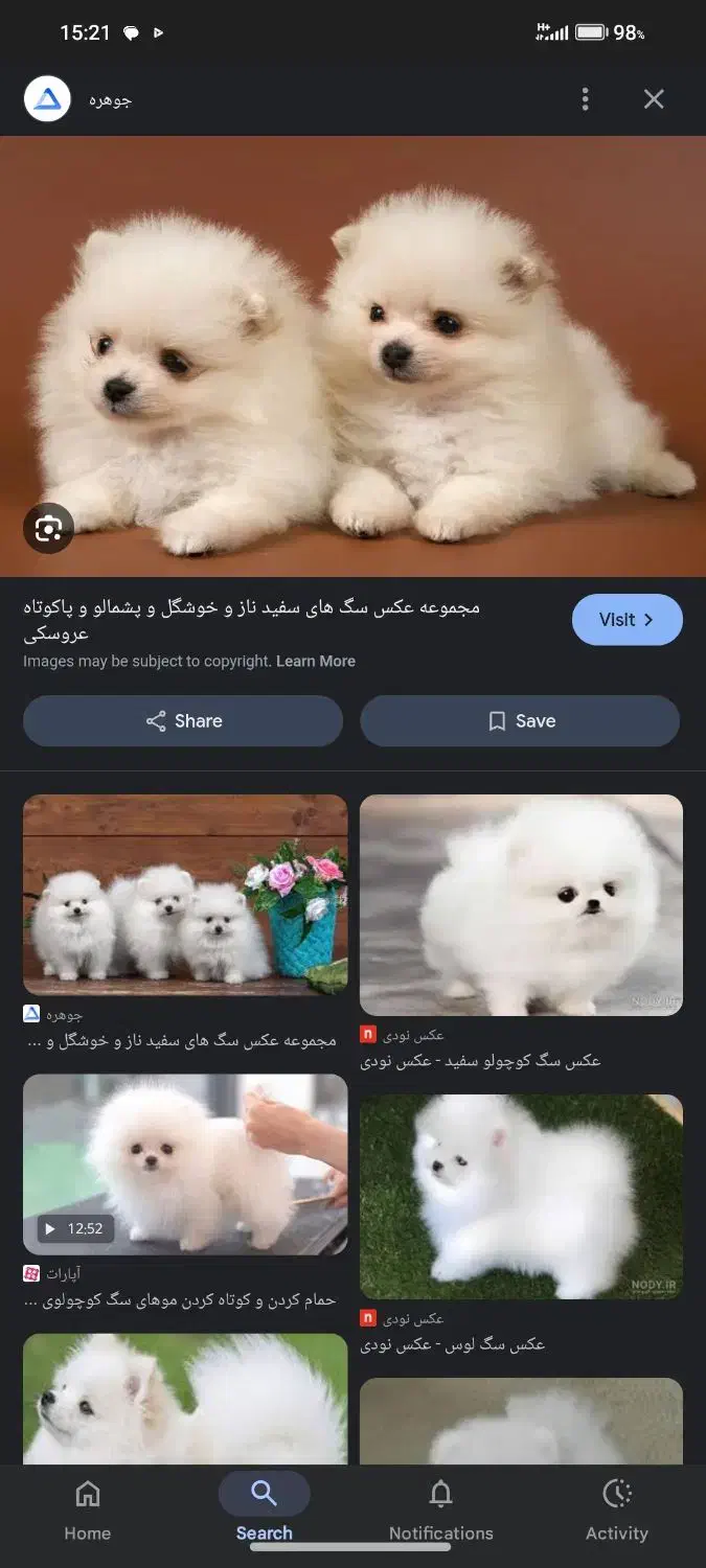 سگ پاپی پیدا شده|سگ|شیراز, جرسقان|دیوار