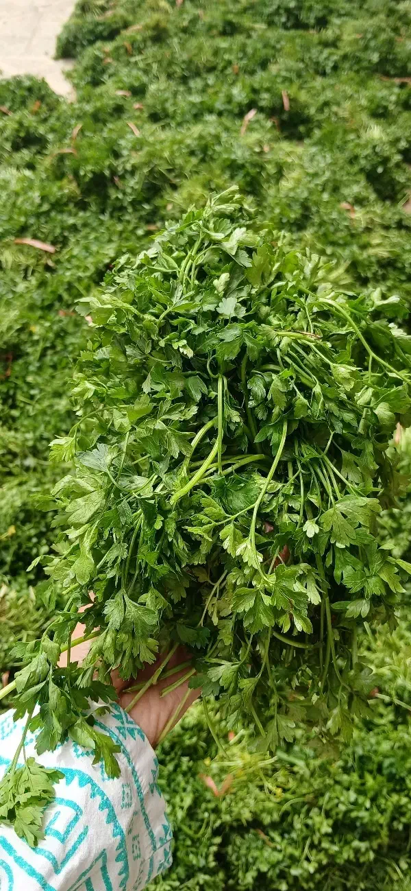 سبزیجات ارگانیک|عمده‌فروشی|نیشابور, خیام|دیوار