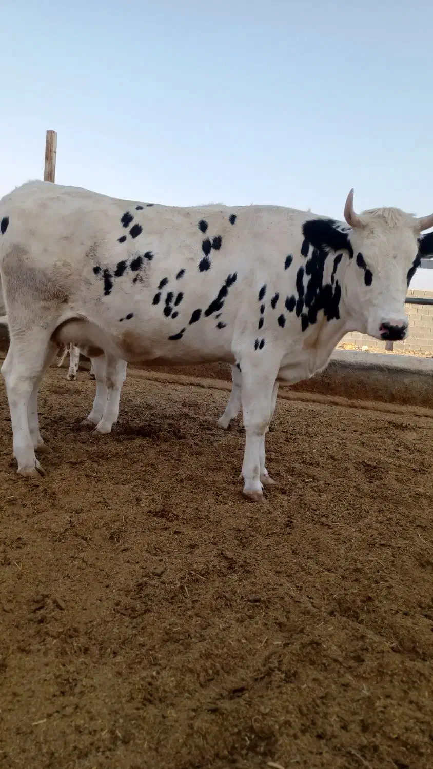 کارگر جهت کار در گاوداری|استخدام صنعتی، فنی، مهندسی|کوار, |دیوار