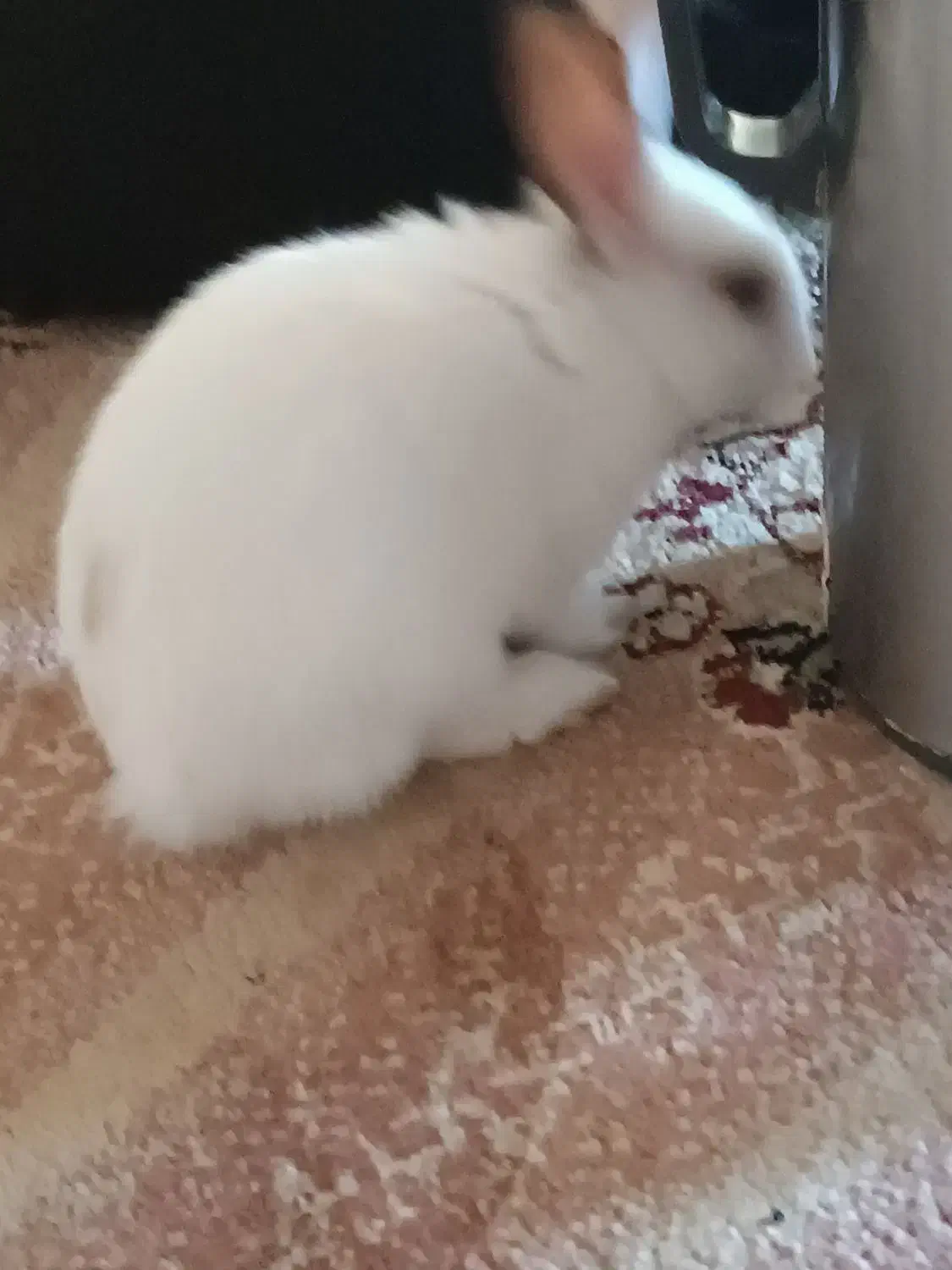 خرگوش یکماه ونیم ، تمیز، اروم، بی ازار مودب|موش و خرگوش|بهبهان, |دیوار