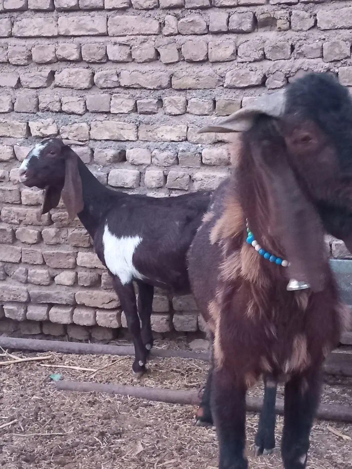 فروش،معاوضه10راس بزپاکستانی،درشت،سنگین وزن،3قلوزا|حیوانات مزرعه|فریمان, |دیوار