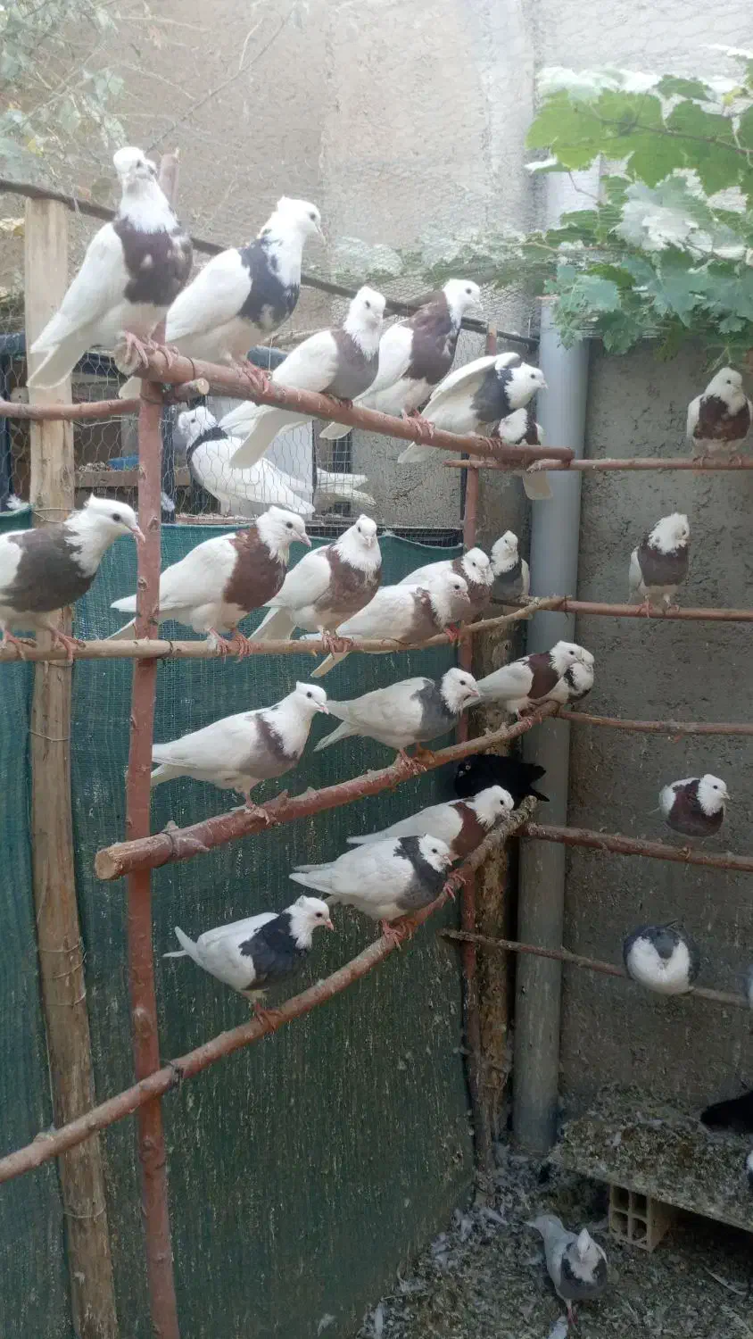 کبوتر طوقی در رنگ های مختلف و کبوتر شامپیون|پرنده|ری, علایین|دیوار