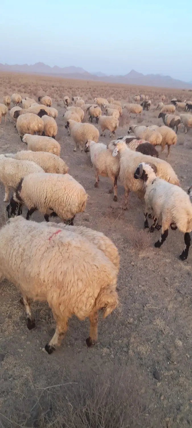 میش|حیوانات مزرعه|سیرجان, |دیوار