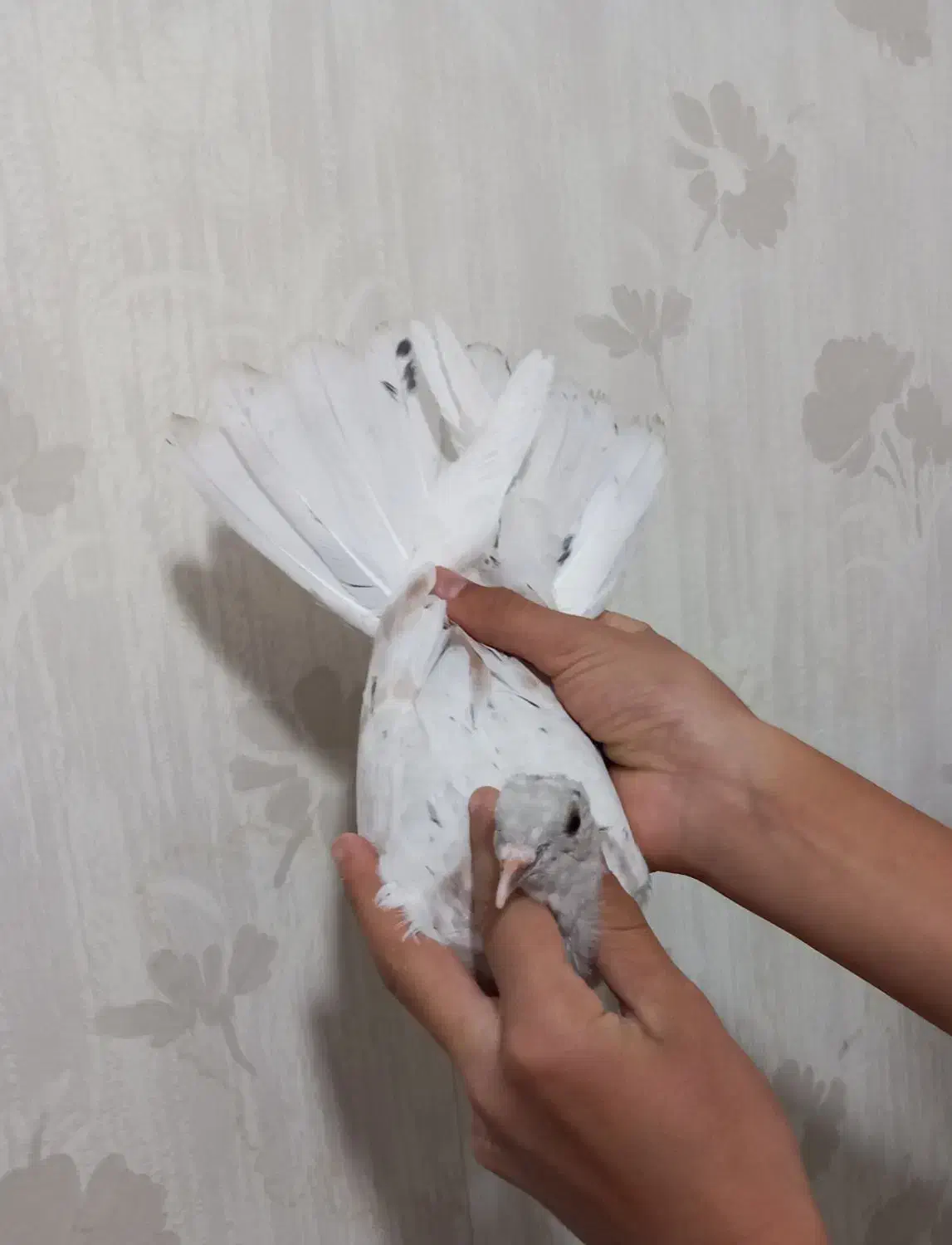 یک جفت جوجه کبوتر پرشی قاره و سرور|پرنده|ملارد, |دیوار