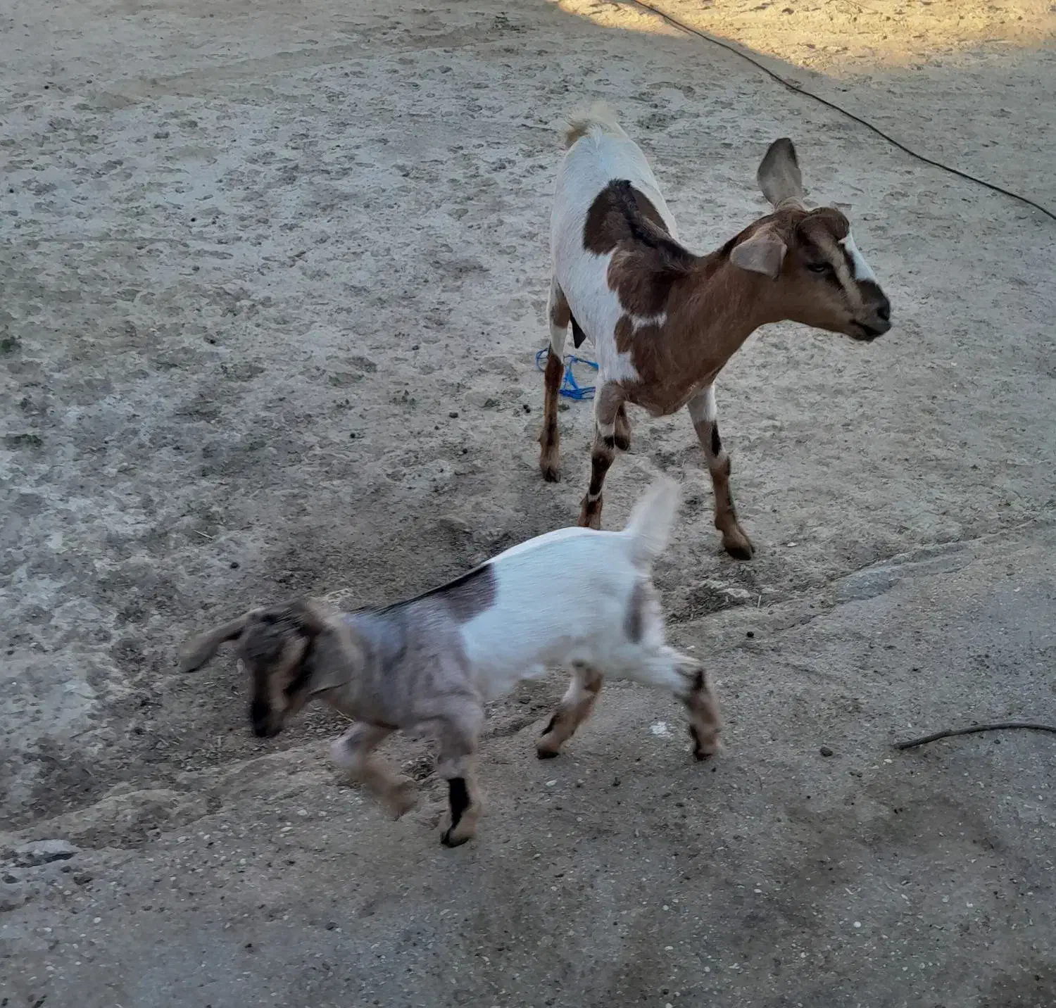 کهره شهری|حیوانات مزرعه|قشم, |دیوار