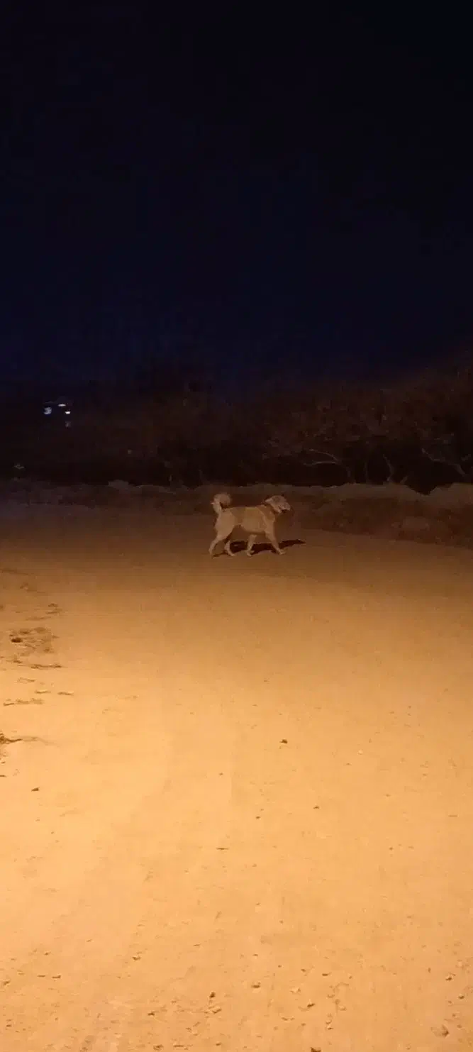 سگ فروشی|سگ|بوئین زهرا, |دیوار