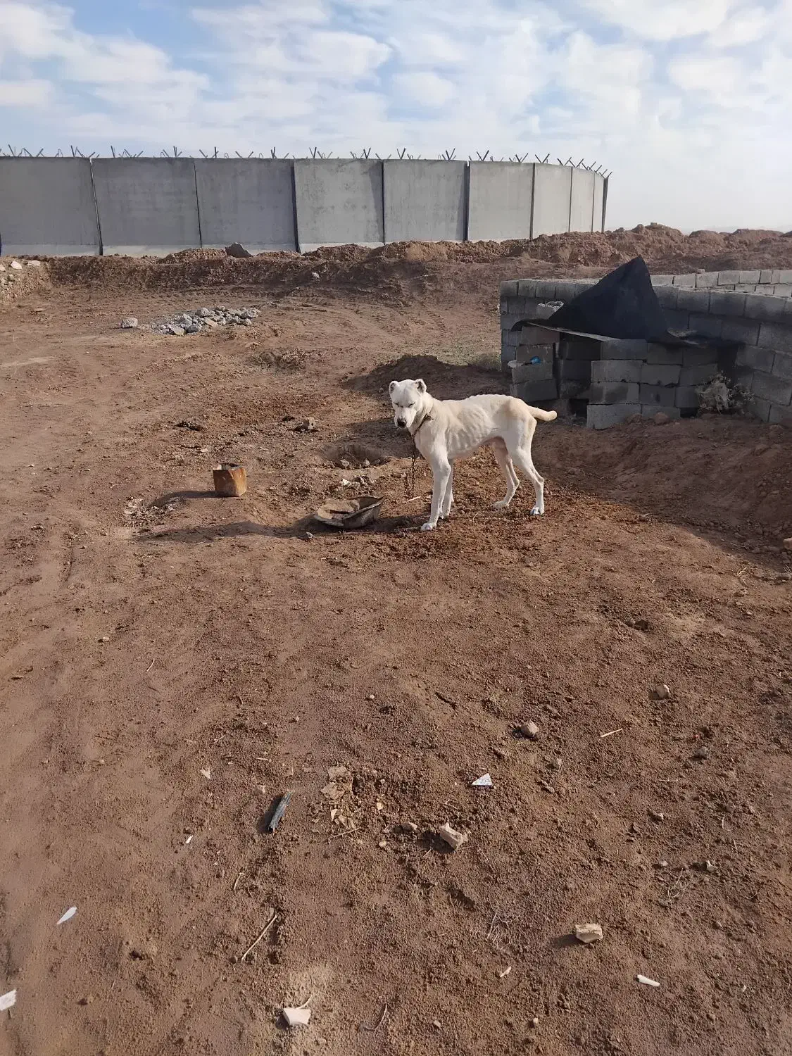 سگ فروشی|سگ|تربت جام, جامرود|دیوار