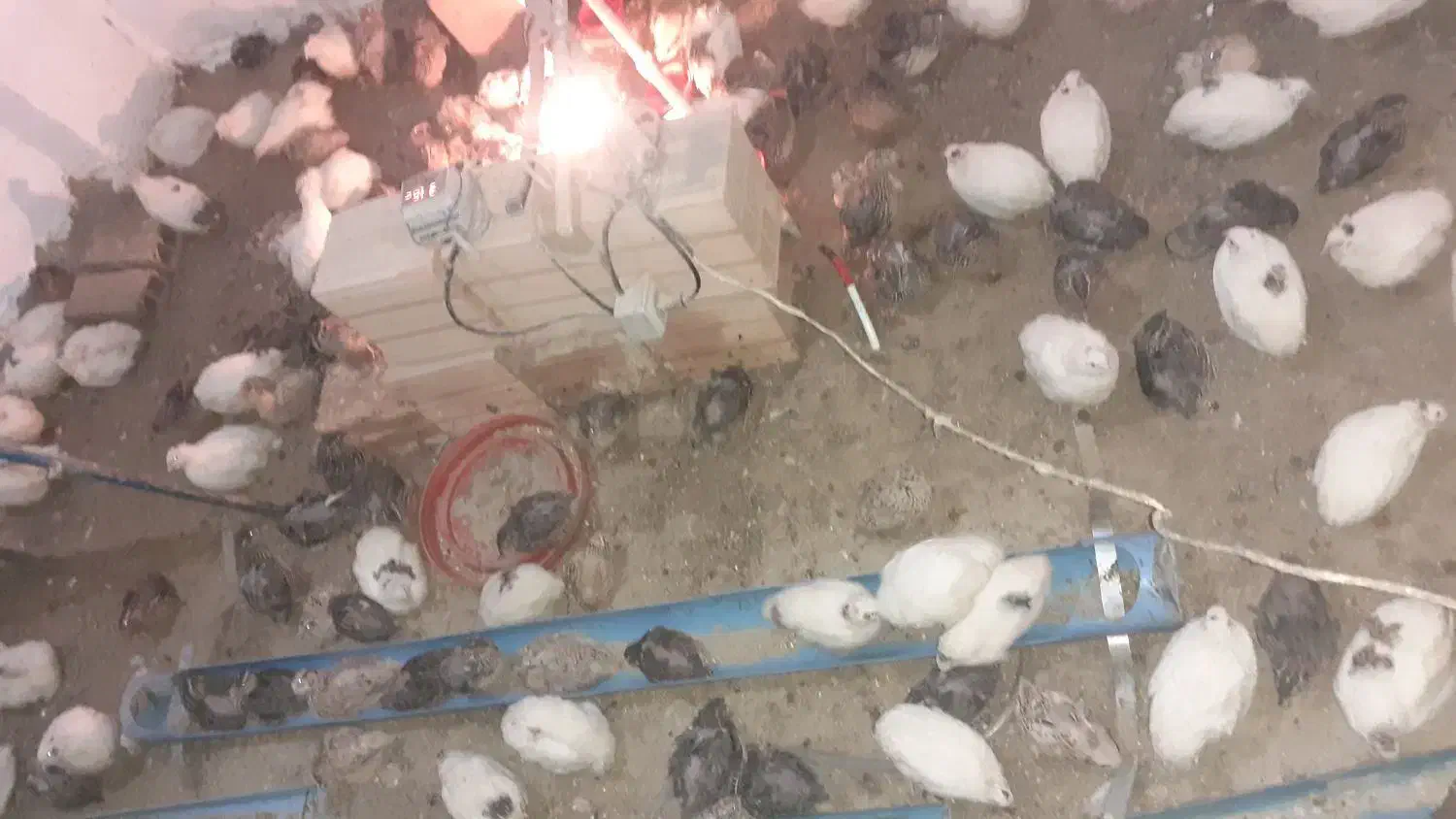 پرنده دونه ۸۰تومان|حیوانات مزرعه|فاضل آباد, |دیوار