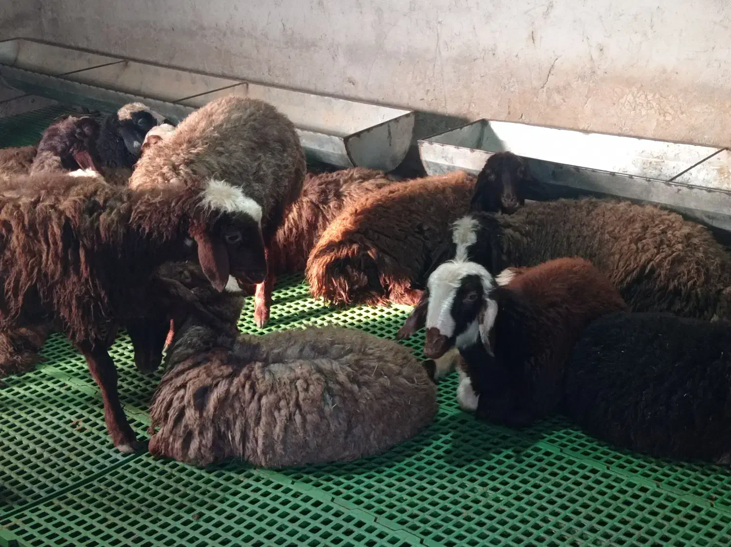 گوسفند زنده|حیوانات مزرعه|چمستان, |دیوار