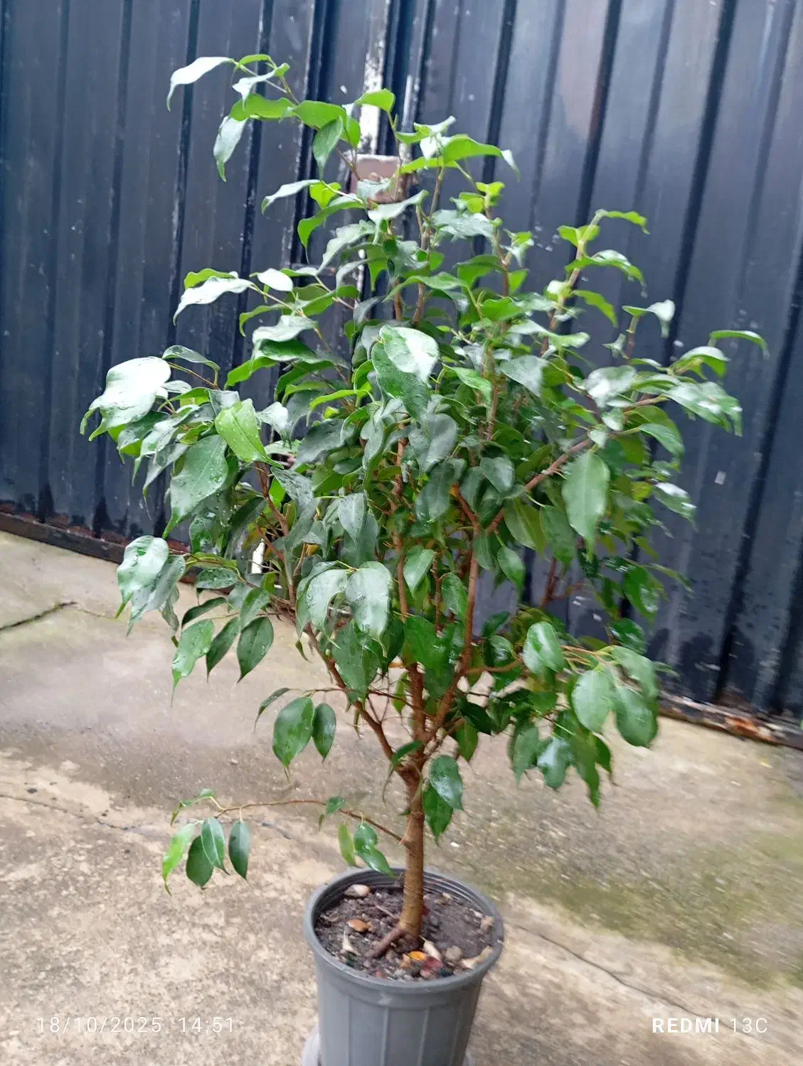 گل های زینتی و آپارتمانی|گل و گیاه طبیعی|رشت, حمیدیان|دیوار