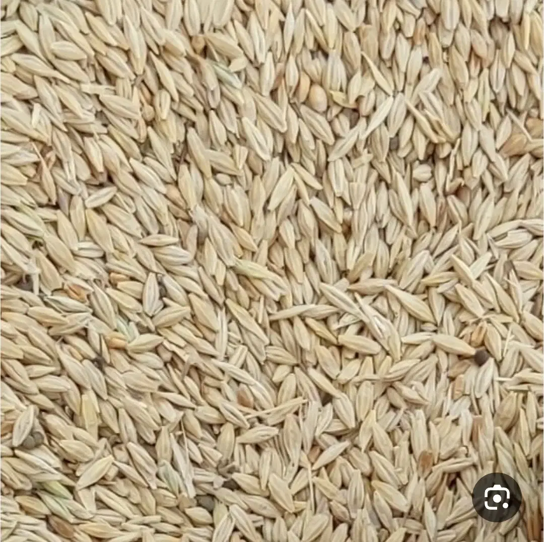 جو دیم|لوازم جانبی حیوانات|گل تپه, |دیوار