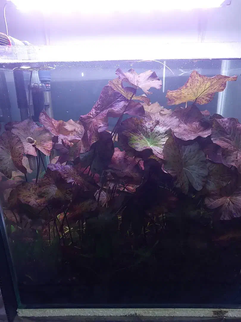 گیاه اکواریومی نیلوفر تایگر|ماهی|شیراز, تحویلی|دیوار