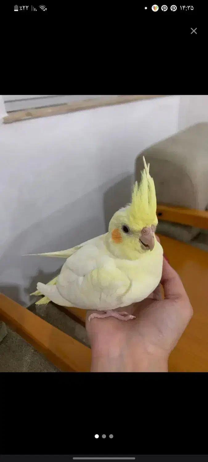 عروس هلندی|پرنده|لوندویل, |دیوار